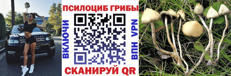 Галлюциногенные грибы Cubensis  Заозёрск 